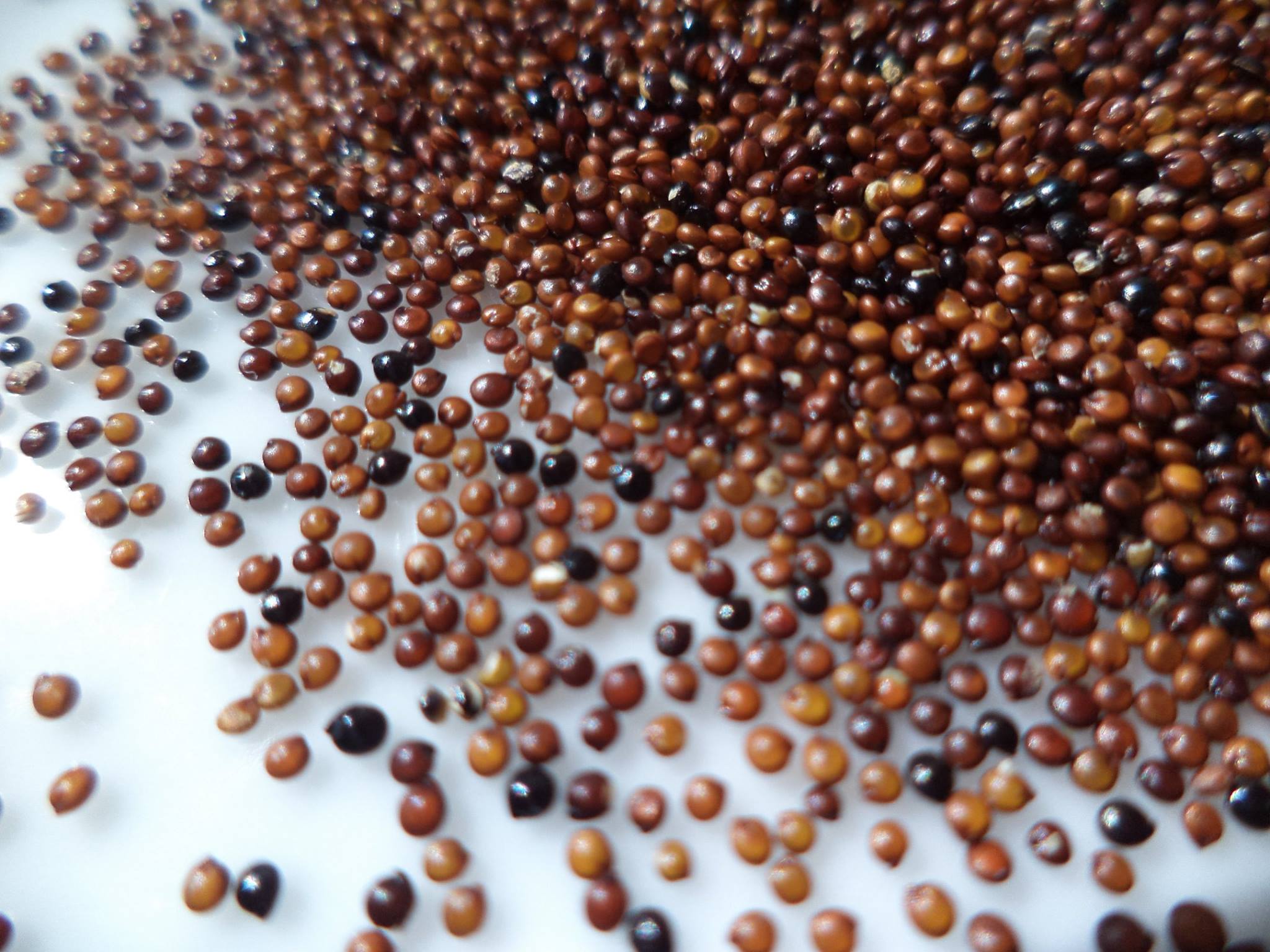 Kaniwa Rice Organic Kaniwa - High Land Organics